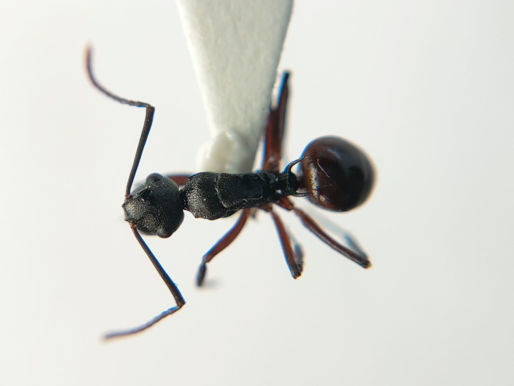 Polyrhachis flavicornis