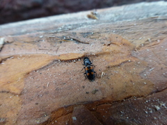 Glischrochilus quadripunctatus