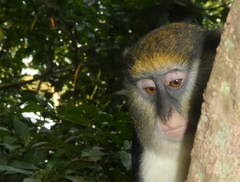 Cercopithecus lowei