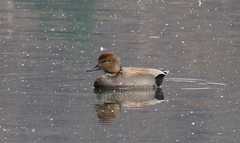 Mareca strepera