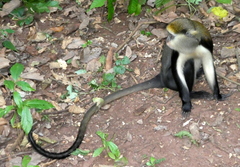 Cercopithecus lowei