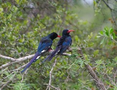 Phoeniculus purpureus marwitzi