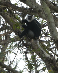 Colobus vellerosus