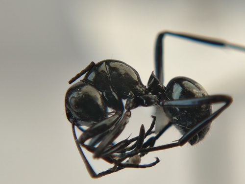 Polyrhachis corporaaliPolyrhachis corporaali