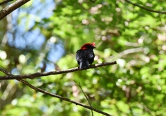 Antilophia galeata