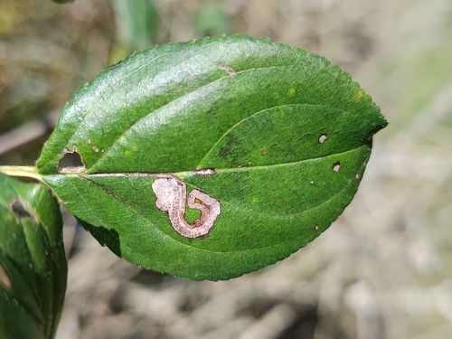 Stigmella rhamnella