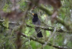 Turdus flavipes