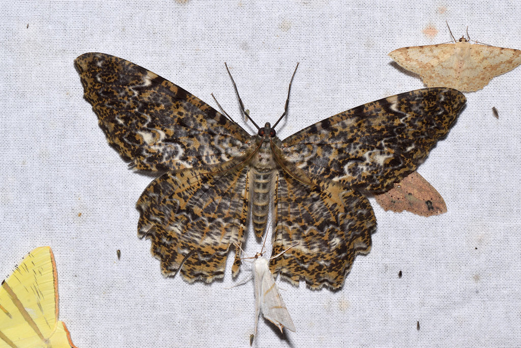Amblychia nimia