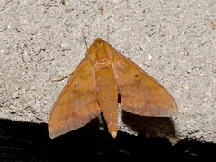 Rhagastis olivacea