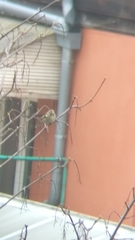Fringilla coelebs