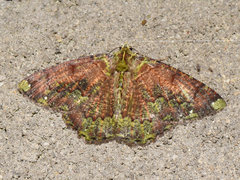 Dindicodes apicalis