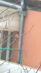 Fringilla coelebs