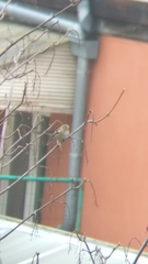 Fringilla coelebs