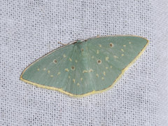 Comostola leucosticta