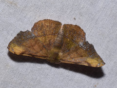 Fascellina inconspicua
