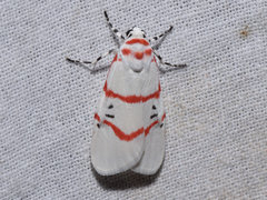 Cyana signa