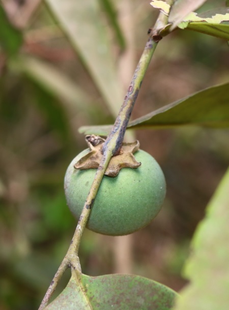 Diospyros candolleana (Diospyros candolleana)