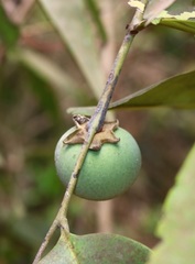 Diospyros candolleana