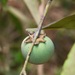 Diospyros candolleana - Photo (c) Shiwalee Samant, some rights reserved (CC BY-NC), uploaded by Shiwalee Samant