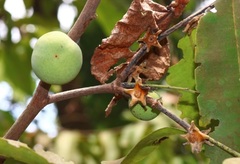 Diospyros candolleana