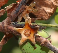Diospyros candolleana