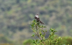 Muscipipra vetula