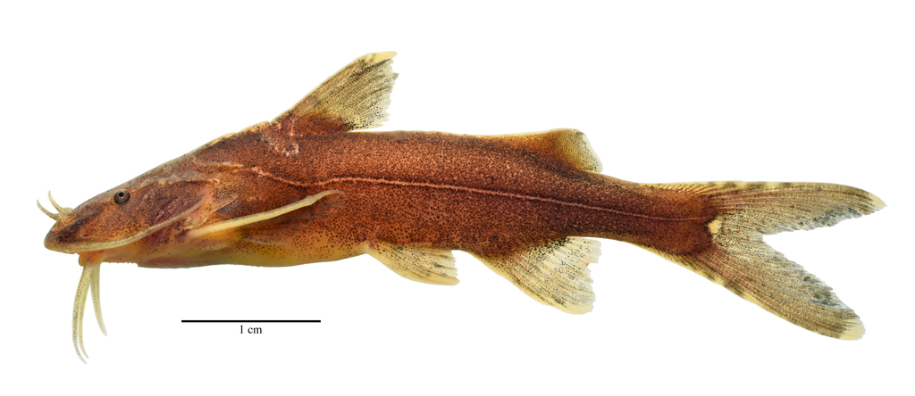 Glyptothorax fuscus