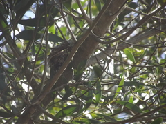 Batis capensis capensis