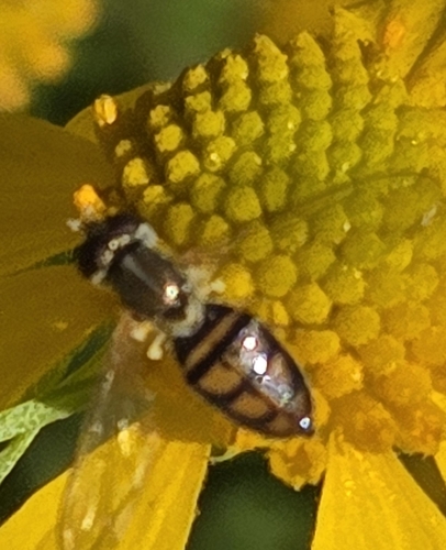 Unknown species found near Horton, KS 66439, USA