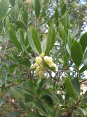 Arbutus unedo