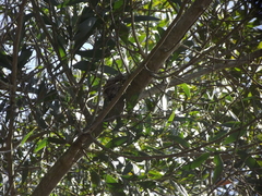 Batis capensis capensis