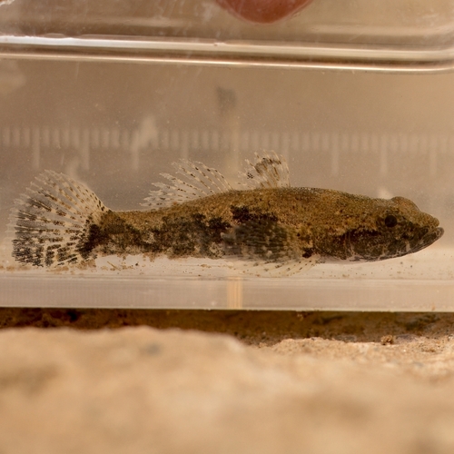 Chinese sleeper (Odontobutis sinensis) — Odontobutidae — 4