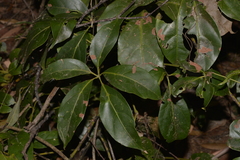 Cissus sterculiifolia