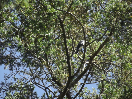 Grey Cuckooshrike (Ceblepyris caesius), photo 4