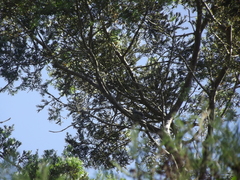 Coracina caesia caesia