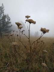 Silphiodaucus hispidus