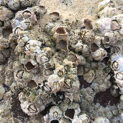 Austrominius modestus