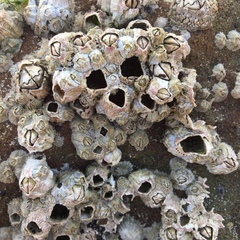 Austrominius modestus