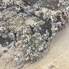 Austrominius modestus