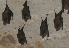 Hipposideros