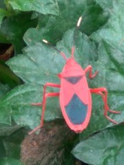 Probergrothius sanguinolens