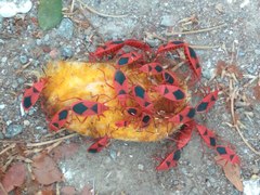 Probergrothius sanguinolens