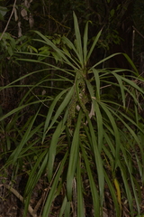 Cordyline stricta