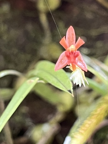 Stichorkis gibbosa observed 2025-10-21