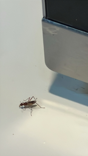Unknown species found near Marion County, US-FL, US