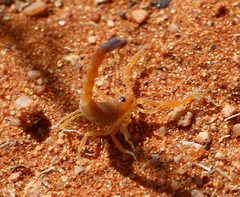 Parabuthus raudus