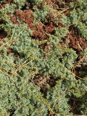 Juniperus communis hemisphaerica