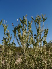 Mortonia scabrella