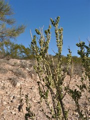 Mortonia scabrella