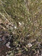 Mortonia scabrella